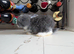 5 French lop
