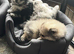 Gorgeous male teddy type Pomeranian puppies