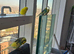 Budgies for sale semi tame