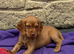 Cocker spaniel puppies