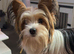 3.6kg Biewer terrier scrappy stud only