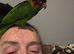 Semi tame blue throated conures