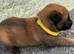 Belgian Malinois puppies for sale