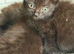 Long Haired and Short Haired Kittens Available Now
