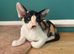 Stunning GCCF spayed Tortie girl. 6m