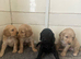 Cokapoo puppies
