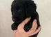 Labradoodle pups