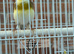 2025 Male Goldfinch Mule