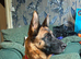 Beautiful German shepherd