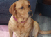 fox red lab