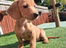 Dachshund babies