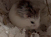 Roborovski dwarf hamster