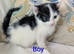 British Blue x kittens, wormed/flead/litter trained £80