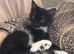 Black and white female kitten