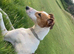 14 month saluki bull grey