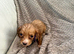 Working cocker spaniel