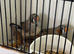 3 split orange cocks 1 normal Isabel all 4 months