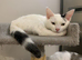 Beautiful White Female Kitten for sale Ready now - Microchipped wormed & flea DOB 11.03.2026