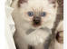 6 gorgeous Ragdoll kittens ready to leave now 2 boys and 4 girls