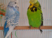 4 beautiful show budgies plus cage full set up not to be sold separately