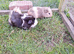 Female guinea pigs for sale