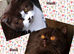 Pure pedigree bsh GCCF reg kittens