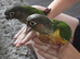 Hand Reared Baby Conure Parrots