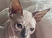 Full white hairless Sphynx