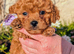 ️ ️ Stunning Ruby Red F1b Miniature Cavapoo Teddy bear Pups