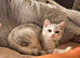 British shorthair male