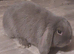 Blue lilac mini lop 4 months old & cage if wanted with it