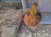 Pair of Silkies