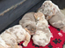 Beautiful British bulldog puppys