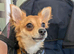 Male chihuahua