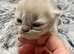 HEALTH TESTED BRITISH SHORTHAIR LILAC (GREY) KITTENS