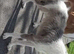 Male lurcher