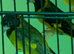 Notata siskins