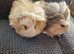 2 gorgeous young brothers