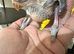 beautiful baby Green Indian Ringnecks Handreared
