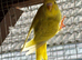Baby budgie
