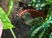 6 Whites Tree Frogs and XL vivarium