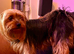 Purebred Yorkshire Terrier (Yorkie) puppies