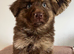 German Shepherd Puppies Liver & Tan Isabella & Tan
