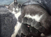 For beautiful grey and grey and white kittens