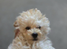 Cavapoo puppies available