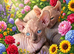 STUNNING SPHYNX ELF/CANADIAN KITTENS