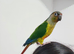 Tame grrencheek conure