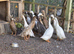 Indian Runner Ducklings