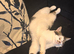 Beautiful natured Tabby and White Girl