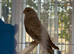 Redrump platinum grey healthy and active